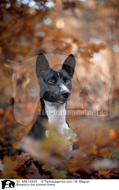 Basenji im herbstlichen Wald / Basenji in the autumn forest / MW-14425