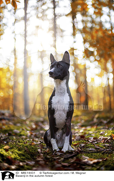 Basenji im herbstlichen Wald / Basenji in the autumn forest / MW-14431