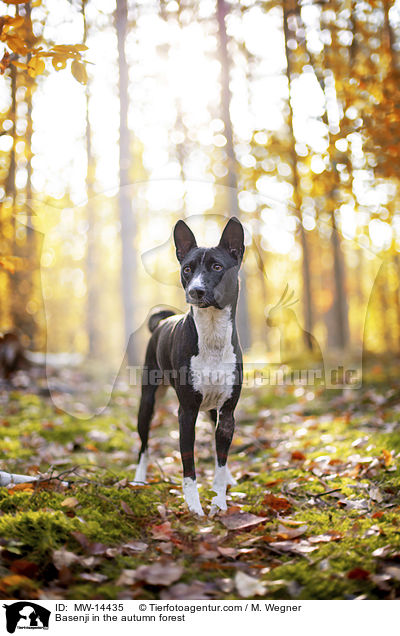 Basenji im herbstlichen Wald / Basenji in the autumn forest / MW-14435