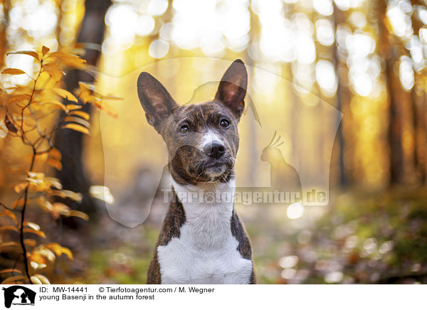 junger Basenji im  herbstlichen Wald / young Basenji in the autumn forest / MW-14441