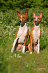 Basenjis