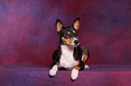 Basenji