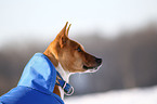 Basenji Portrait