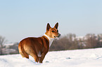 Basenji