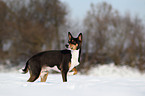 Basenji