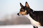 Basenji Portrait