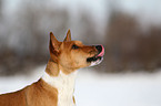 Basenji Portrait