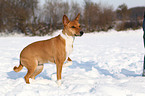 Basenji