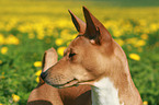 Basenji Portrait