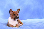 Basenji Puppy