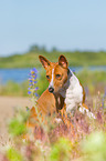 sitting Basenji