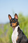 Basenji Portrait