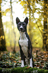 Basenji in the autumn forest