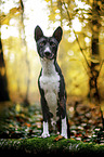 Basenji in the autumn forest