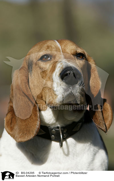 Basset Artesien Normand Portrait / Basset Artesien Normand Portrait / BS-04295