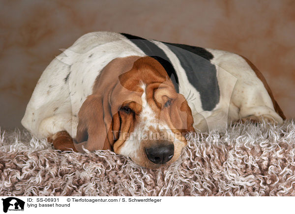 lying basset hound / SS-06931
