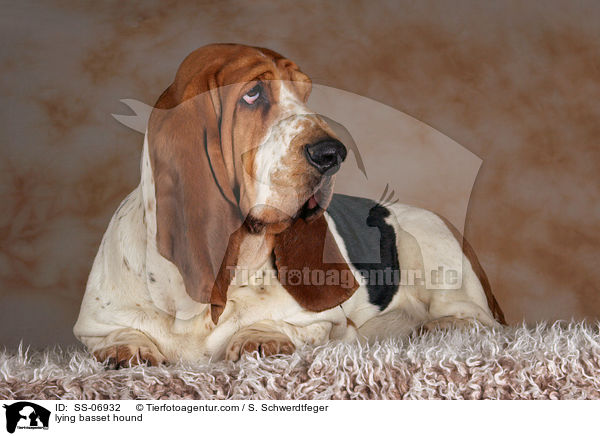 liegender Basset Hound / lying basset hound / SS-06932