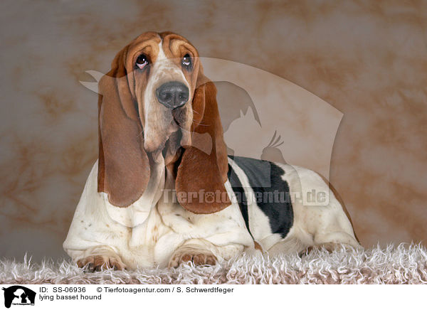 liegender Basset Hound / lying basset hound / SS-06936