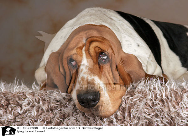 liegender Basset Hound / lying basset hound / SS-06938