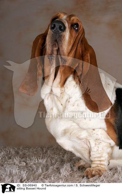 sitzender Basset Hound / sitting Basset Hound / SS-06940