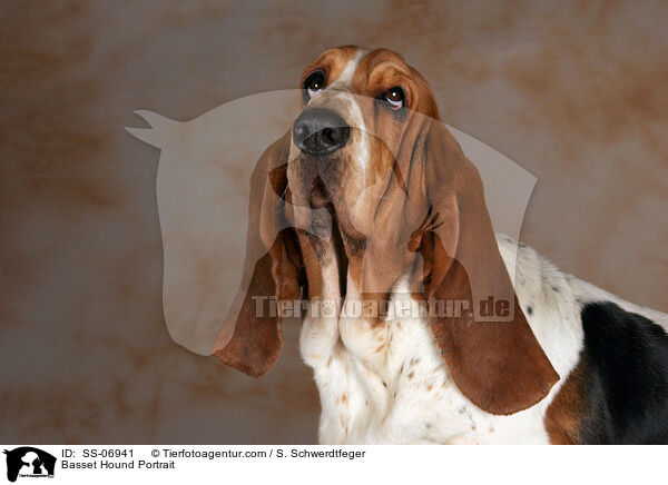 Basset Hound Portrait / Basset Hound Portrait / SS-06941