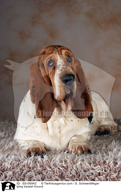 liegender Basset Hound / lying basset hound / SS-06942