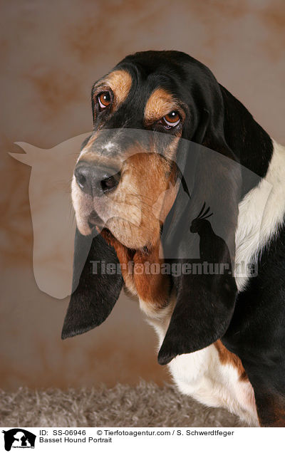 Basset Hound Portrait / Basset Hound Portrait / SS-06946