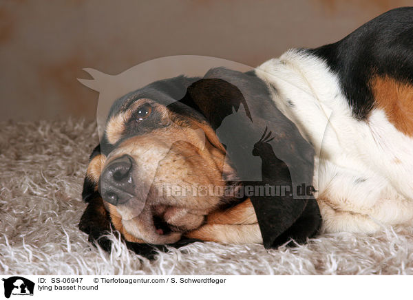 lying basset hound / SS-06947