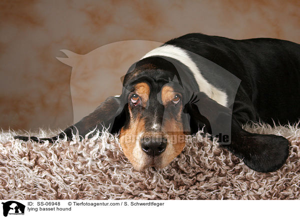 liegender Basset Hound / lying basset hound / SS-06948