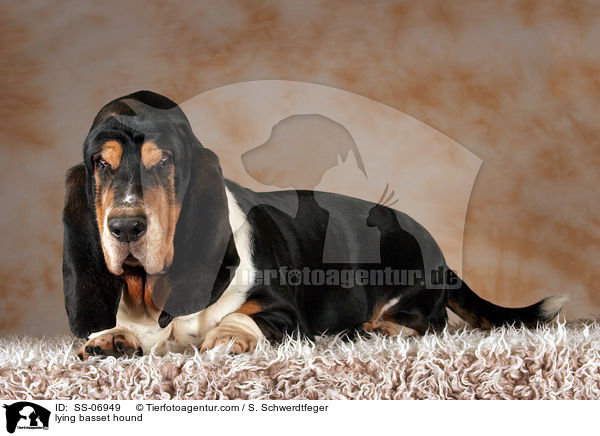 liegender Basset Hound / lying basset hound / SS-06949