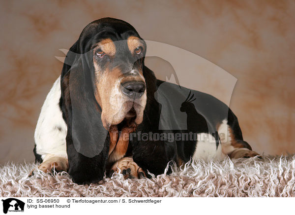 liegender Basset Hound / lying basset hound / SS-06950