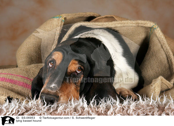 liegender Basset Hound / lying basset hound / SS-06953