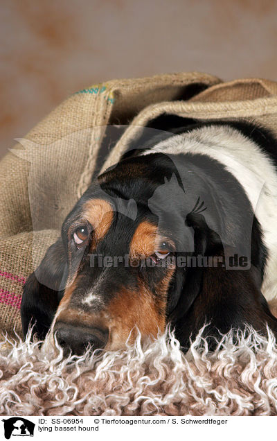 lying basset hound / SS-06954