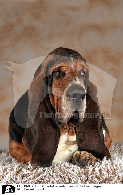 liegender Basset Hound / lying basset hound / SS-06956