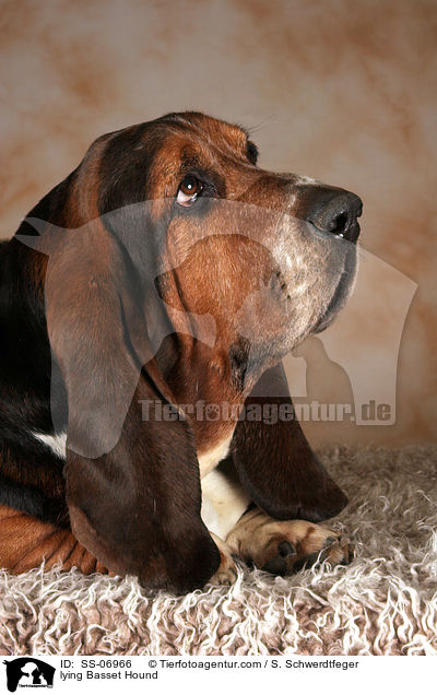 liegender Basset Hound / lying Basset Hound / SS-06966