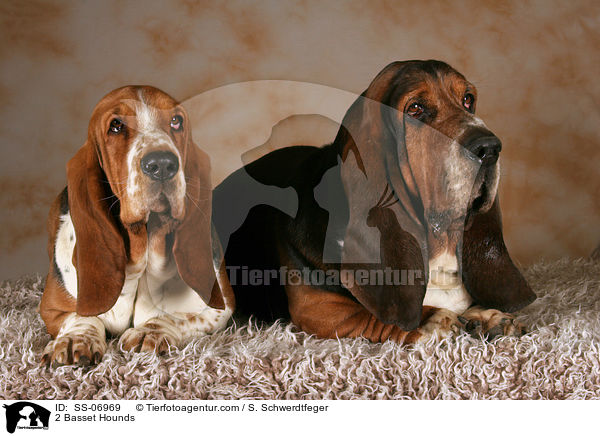 2 Basset Hounds / 2 Basset Hounds / SS-06969