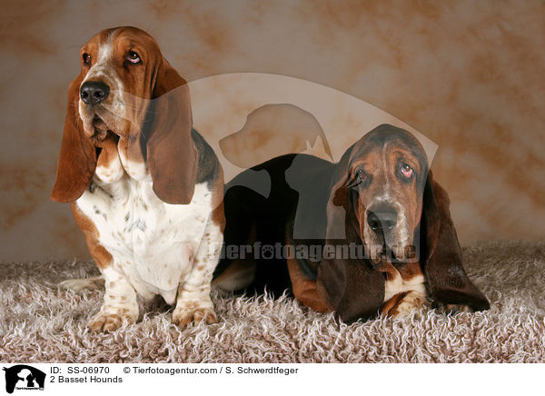 2 Basset Hounds / 2 Basset Hounds / SS-06970