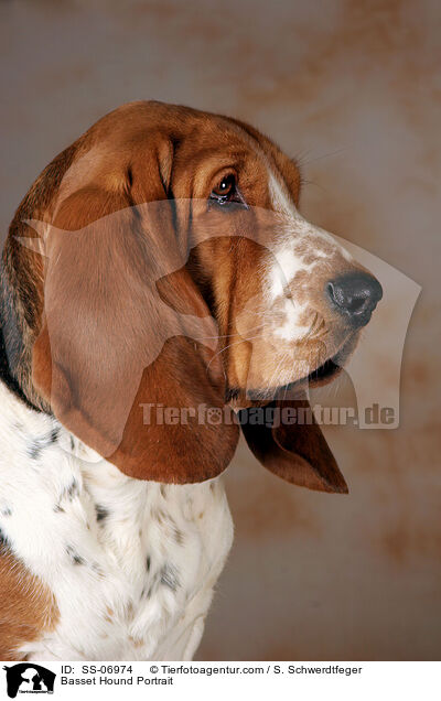 Basset Hound Portrait / Basset Hound Portrait / SS-06974