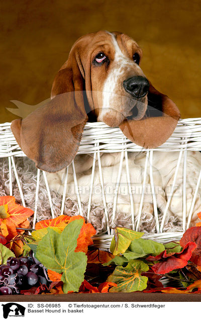 Basset Hound im Krbchen / Basset Hound in basket / SS-06985