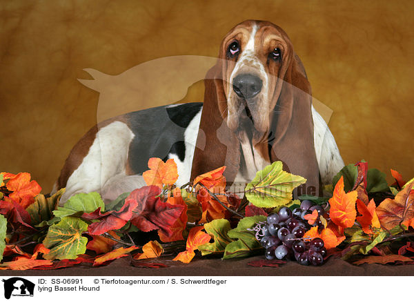 liegender Basset Hound / lying Basset Hound / SS-06991