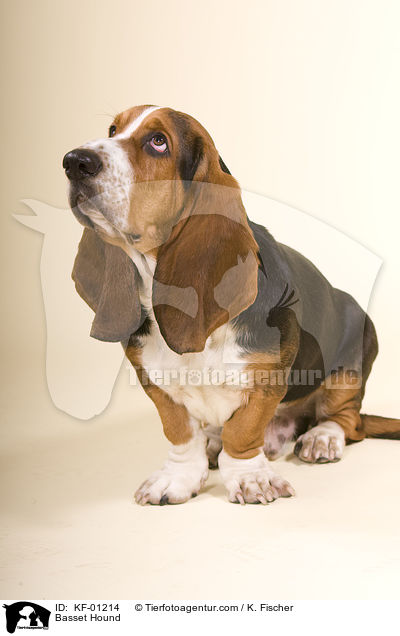 Basset Hound / KF-01214