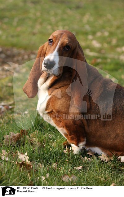 Basset Hound / Basset Hound / DG-01546