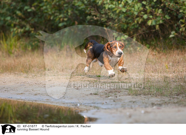 rennender Basset Hound / running Basset Hound / KF-01677