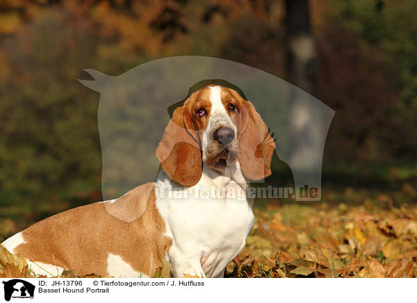 Basset Hound Portrait / Basset Hound Portrait / JH-13796