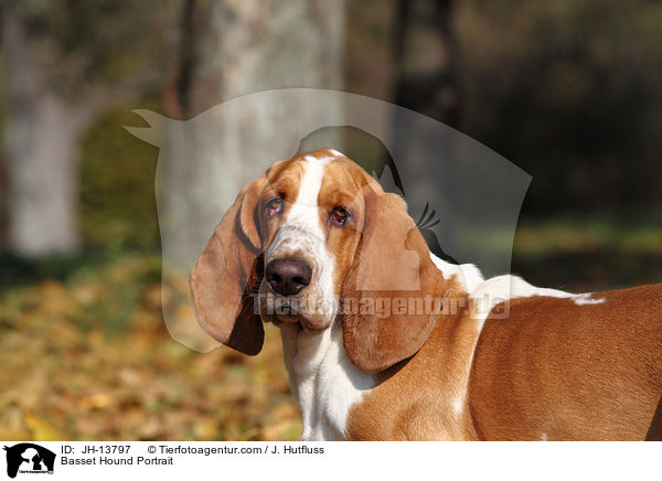 Basset Hound Portrait / Basset Hound Portrait / JH-13797