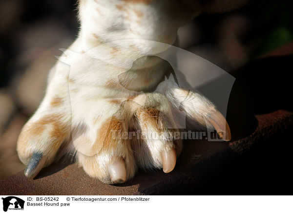 Basset Hound paw / BS-05242