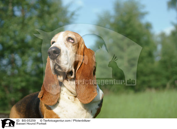 Basset Hound Portrait / Basset Hound Portrait / BS-05259