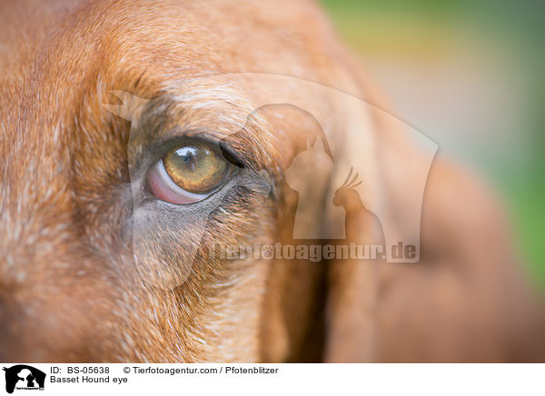 Basset Hound Auge / Basset Hound eye / BS-05638