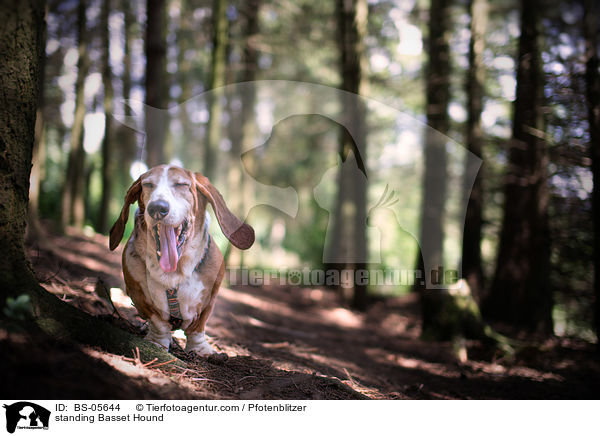 stehender Basset Hound / standing Basset Hound / BS-05644