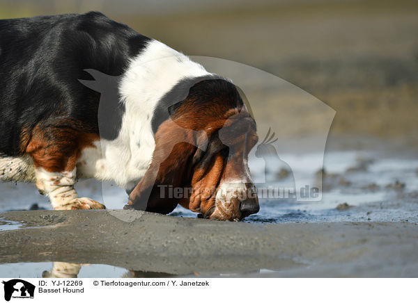 Basset Hound / Basset Hound / YJ-12269